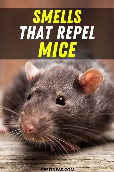 Deter Mice, Diy Mice Repellent, Mouse Deterrent, Repellent Diy, Mouse Poison, How To Deter Mice, Rat Repellent, Getting Rid Of Rats, Dead Mouse