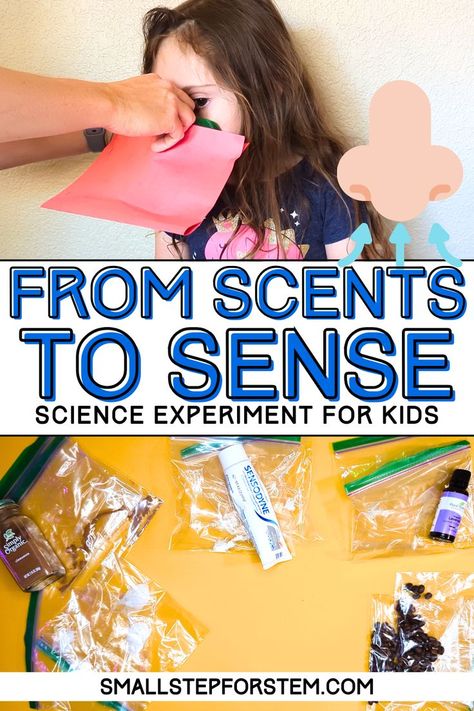 This experiment provides an exciting opportunity for your child to dive headfirst into the world of scents and awaken their olfactory superpower. It will give them an opportunity to refine their sense of smell, recognize and appreciate the intricate nuances of scents, and even start to understand how smells can lead to emotions and memories. Five Senses Preschool, Senses Preschool, Sense Of Smell, Kid Experiments, Science Experiments Kids, School Age, Science Activities, Science Experiments, After Dark