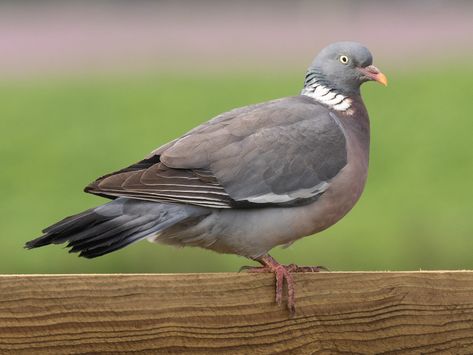 Rock Pigeon, Feral Pigeon, Wings Band, Wood Pigeon, White Wing, What Is A Bird, Bird Feeding, Common Birds, The Pigeon