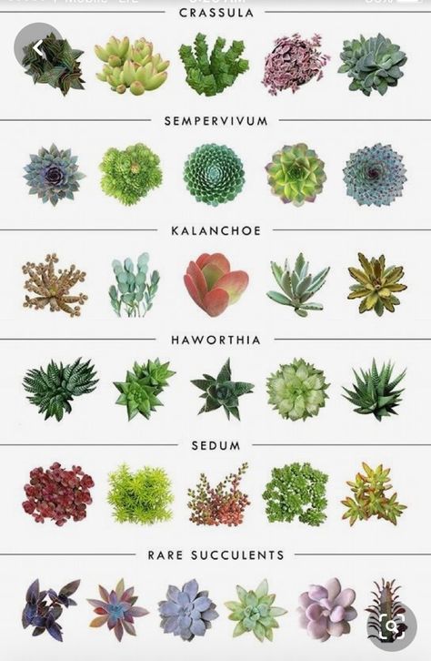 Succulent Garden Outdoor, Different Types Of Succulents, Succulent Names, Types Of Succulents Plants, Succulent Garden Indoor, Beautiful Terrariums, Herb Garden Design, Succulent Garden Diy, Types Of Succulents