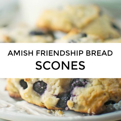 Amish Friendship Bread scones are a great way to use your starter! Try these Blueberry Lemon Ricotta Amish Friendship Bread Scones, courtesy Stacey Doyle! What To Make With Amish Friendship Bread Starter, Herman Starter Recipes, Friendship Bread Recipe Variations, Amish Friendship Bread Variations, Amish Bread Starter Recipes, Amish Friendship Bread Recipes, Amish Breads, Amish Starter, Amish Bread Starter