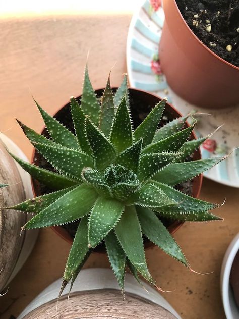 Plant 02 - Spiky Baby #1 (Haworthia) | Huge Cool | Flickr Spiky Plants, Cool Photos, Planter Pots, Plants