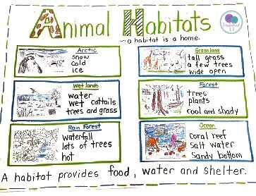 animal habitats in first grade Habitat Anchor Chart, Teaching Habitats, Anchor Charts First Grade, Habitat Activities, Grade 2 Science, Habitats Projects, Animal Habitat, Kindergarten Anchor Charts, Second Grade Science