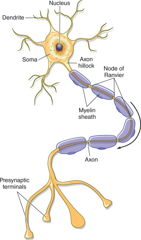 Figure of a myelinated axon labeling the dendrites, nucleus, soma, axon hillock, myelin sheaths, nodes of Ranvier, axon, and presynaptic terminals. Health And Food, Sistem Saraf, Human Body Science, Biology Projects, Study Biology, Basic Anatomy And Physiology, Biology Classroom, Nurse Study Notes, Food Education