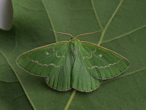 Essex Emerald Moth Reference, Butterfly Reference, Emerald Moth, Pretty Moths, British Moths, Emerald Butterfly, Creative Practice, Moth Butterfly, Overwintering