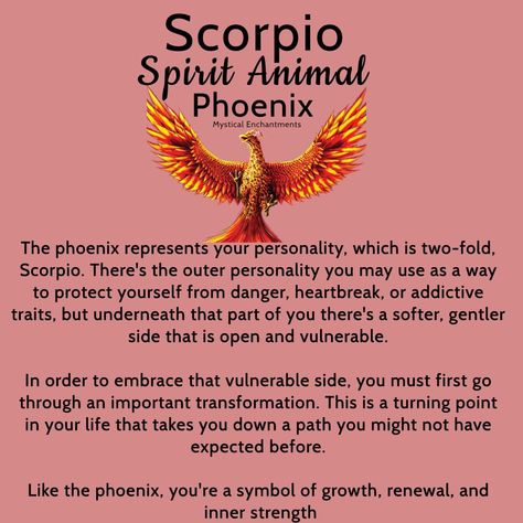 Scorpio Animal Spirit, Scorpio Symbolism, Scorpio Spirit Animal, Scorpio Meaning, Scorpio Animal, Scorpion Woman, November Scorpio, Scorpio Energy, Symbolism Meaning