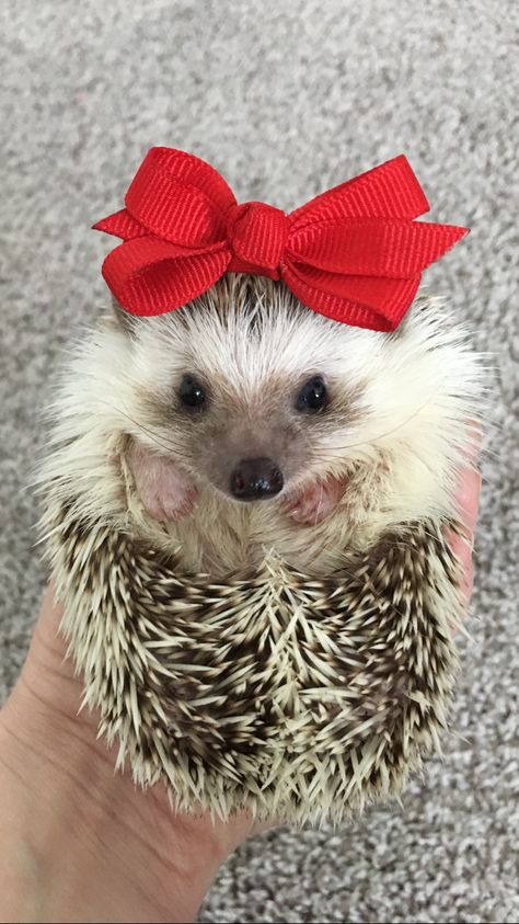 Dog Christmas Photos, Cutest Animals On Earth, Funny Hedgehog, Hedgehog Pet, A Hedgehog, Heart Flutter, Puppies And Kitties, Animals Funny, Animals Cute