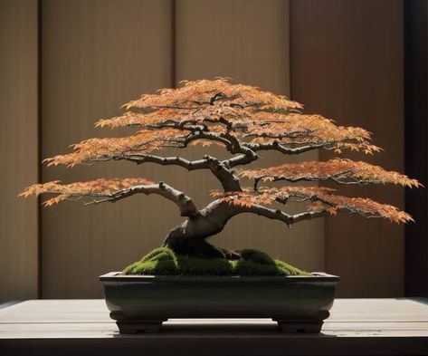 Orange Bonsai Tree, Bonsai Maple Tree, Red Maple Bonsai Tree, Acer Bonsai, Maple Bonsai Forest, Bloodgood Maple, Japanese Maple Bonsai, Bougainvillea Bonsai, Tiny Trees