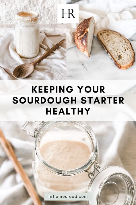 San Francisco Sourdough, Sourdough Starter From Scratch, Sourdough Muffins, Sourdough English Muffins, Making Sourdough Bread, Sourdough Bread Starter, Dough Starter, Sourdough Starter Discard Recipe, Gluten Free Sourdough