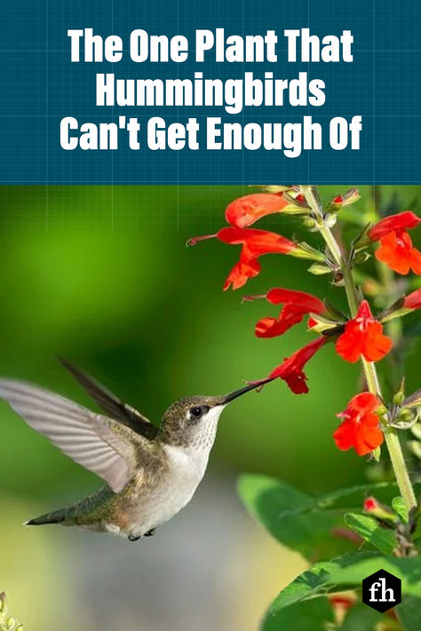 How to attract hummingbirds from spring until autumn by planting these seven beautiful and valuable plants in your backyard and garden. #hummingbirds #birdcalling #birds #plants Attracting Hummingbirds, Summer Birds, Yard Plants, Hummingbird Plants, Attract Hummingbirds, Canna Lily, Bird Calls, Corn Plant, Plants For Hanging Baskets