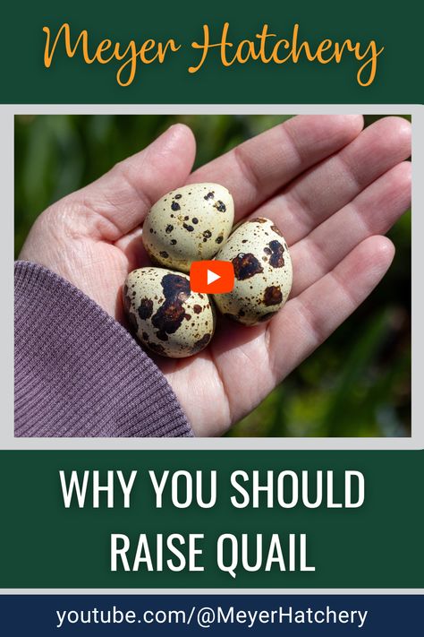 Raising Corturnix Quail is such a fun and rewarding experience. Watch to learn some of the benefits of having Coturnix Quail on your farm or homestead! 

Shop Corturnix Quail Hatching Eggs - https://meyerhatchery.com/products/Quail-Hatching-Eggs-c127727570
Shop Started Cortunix Quail Breeder Set of 10 - https://meyerhatchery.com/products/Started-Quail-Breeder-Set-of-10-p598663541

#meyerhatchery #coturnixquail Cortunix Quail, Raise Quail, Coturnix Quail, Poultry Breeds, Raising Quail, Hatching Eggs, Farm Fresh Eggs, Youtube Videos, To Learn