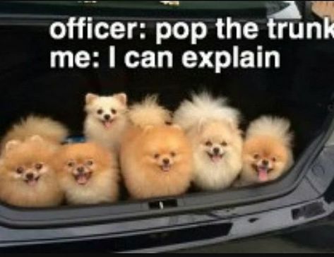 Pomeranian Memes, Shih Tzu Funny, Teacup Pomeranian, I Can Explain, Cute Pomeranian, Teacup Yorkie, Teacup Chihuahua, Yorkie Dogs, Pugs Funny