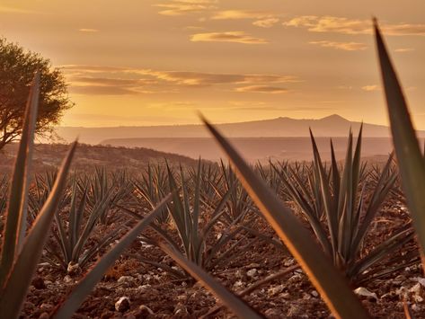 Agave azul atardecer Agave Field, Sunset Photography, Tequila, Collage, Photography, Quick Saves, Pins