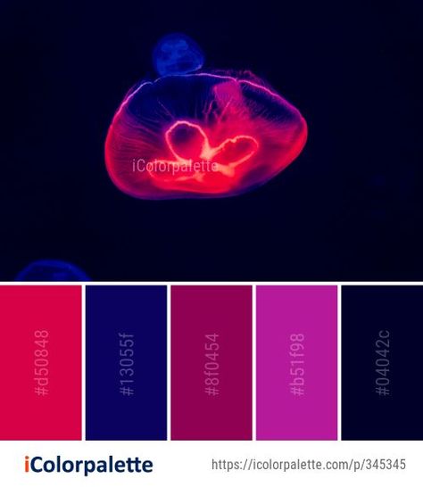 Medusa Color, Light Magenta, Jellyfish Light, Cnidaria, Color Palette Ideas, Red Images, Palette Ideas, Marine Biology, Color Pallets