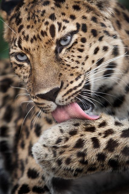 Amur Leopard | William T Hornaday | Flickr Leopard Pictures, Regard Animal, Regnul Animal, Amur Leopard, Big Cats Art, Animal Faces, Leopards, Animal Wallpaper, Animal Photo