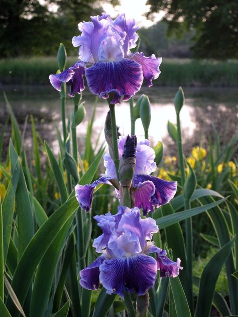 Tall Bearded Iris (Iris 'Fancy Dress') in the Irises Database (National Gardening Association) Iris Flowers Garden, Iris Bouquet, Iris Art, Iris Painting, Tall Bearded Iris, Plant Tattoo, Iris Garden, Purple Iris, Bearded Iris