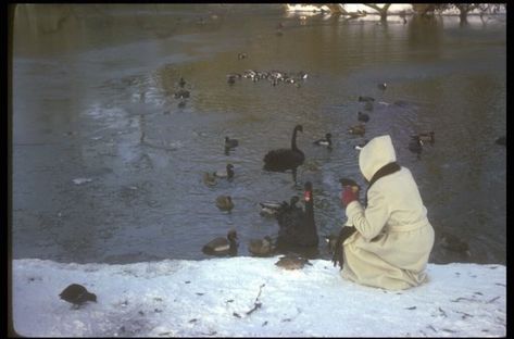 Holden Caulfield, The Black Swan, Catcher In The Rye, Orient Express, Black Swan, Winter Time, Photography Inspo, Pretty Pictures, Ducks