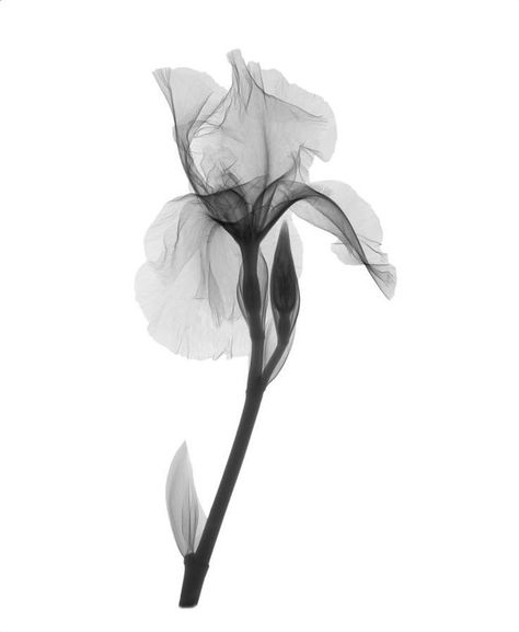 Flowers Reference Photo, X Ray Flower Tattoo, Flower Xray, X Ray Flower, Flower Tattoos Sleeve, Xray Flower, Iris Flower Tattoo, Xray Art, Iris Tattoo