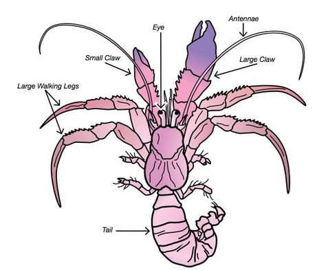 Crab Anatomy, Crab Drawing, Hermit Crabs, Ocean Design, Hermit Crab, Kawaii Animals, Sea Life, Crab, Anatomy