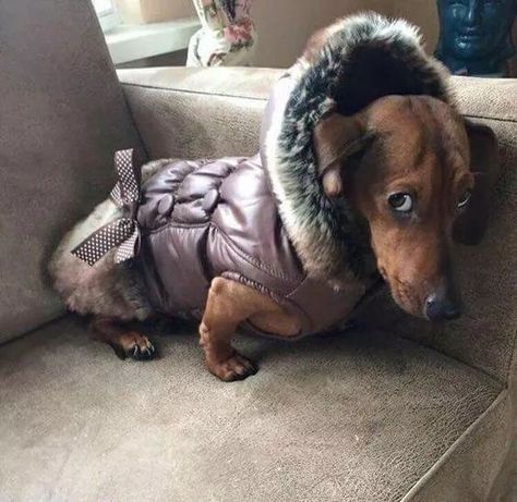 17 Pics That Prove Dachshunds Are Not The Funniest Dogs Everyone Says They Are | Page 2 of 5 | The Paws Dachshund Breed, Clever Dog, Weiners, Most Popular Dog Breeds, Popular Dog Breeds, Weenie Dogs, Dachshund Lovers, Dachshund Puppies, Dachshund Puppy