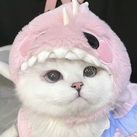 Super Cute Kittens, Colorful Hairstyles, Shark Hat, Walpaper Hello Kitty, Cat Pfp, Cute Little Kittens, Silly Cats Pictures, Cute Cats Photos, White Kittens