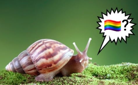 snail asking if you're gay Snail Reaction Pic, Bug Memes, Millipedes, Cool Bugs, Arthropods, Little Critter, A Bug, Crustaceans, Bugs And Insects