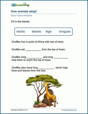 Animal Adaptation Worksheets.  Animals adapt to their environments.  In these worksheets, students will observe how polar bears and camels adopted to the unique arctic and desert environments.  Free | Printable | Grade 1 | Science | Worksheets. Animal Adaptation, Kindergarten Vocabulary, Early Science, Fry Sight Words, Cursive Writing Worksheets, Comprehension Exercises, Cursive Words, Nouns Verbs Adjectives, Animal Adaptations