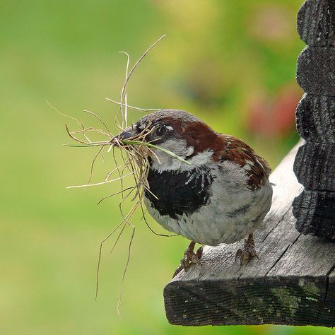 .... un petit qui bâti son nid.... Nest Building, Photo Animaliere, Bird Watcher, Colorful Birds, Little Birds, Birds Of Paradise, Wild Birds, Little Bird, Bird Watching