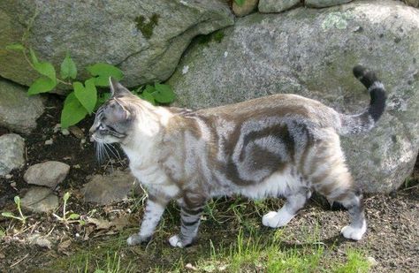 25 Cats That Have The Most Unique Fur Patterns In The World - I Can Has Cheezburger? - Funny Cats | Funny Pictures | Funny Cat Memes | GIF | Cat GIFs | Dogs | Animal Captions | LOLcats | Have Fun | Funny Memes Cat Game, Clothing Reference, Cat Ideas, Kinds Of Cats, Gorgeous Cats, Cat Pose, Human Reference, Pretty Animals, Unique Cats