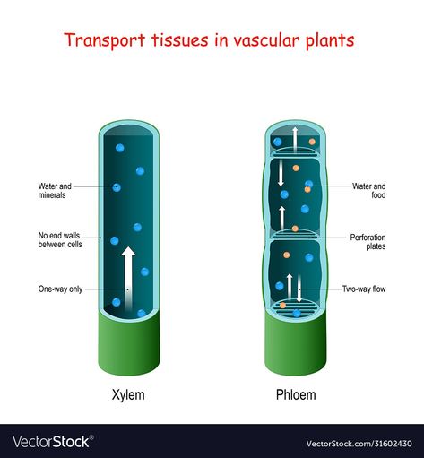 Xylem And Phloem, Mineral Food, Biology Facts, Organic Compounds, Biology Lessons, Vascular Plant, Cross Section, Photosynthesis, Nintendo Wii Controller