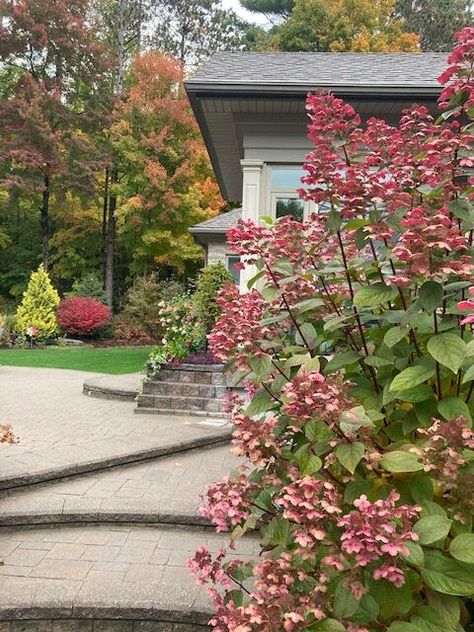 Ontario Garden, Quick Fire Hydrangea, Lush Landscape, Burning Bush, Canadian Winter, Hydrangea Paniculata, Fine Gardening, Clay Soil, Maple Tree