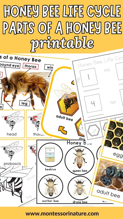 Bee Homeschool Unit, Honey Bee Anatomy, Bee Anatomy, Honey Bee Life Cycle, Preschool Outdoor Activities, Honey Bee Facts, Nature Printables, Printables Preschool, Cycle For Kids