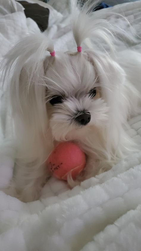 Maltese Dogs Long Hair, Maltese Pigtails, Maltese Haircut, Baby Maltese, Maltipoo Dog, Shitzu Puppies, Long Haired Dogs, Dog Haircuts, Cutest Dog Ever