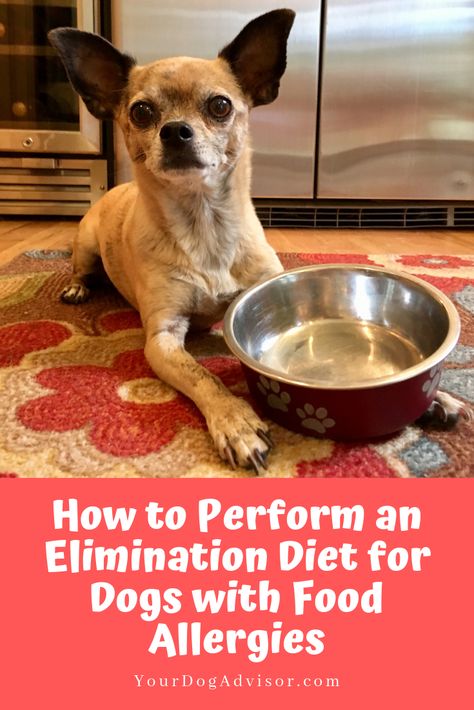 Dog Food Allergy Diet, Food For Dogs With Allergies, Elimination Diet Plan, Food Allergy Symptoms, Dog Allergy, Animal Tips, Elimination Diet Recipes, Diet For Dogs, Dog Food Allergies