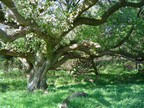 Old soul apple tree Apple Tree Drawing, Old Apple Tree, Tree Climbing, Oil Drum, My Relationship, Tree Drawing, Apple Blossom, Apple Tree, The Tree