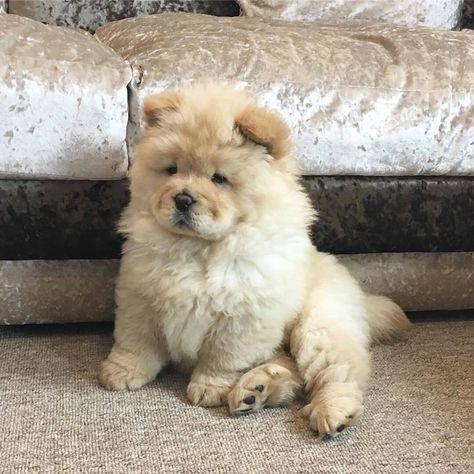 Chowchow Puppies, Chowchow Dog, Chow Chow Dog Puppy, Perros Chow Chow, Fluffy Dog, Very Cute Dogs, Puppy Chow, Fluffy Dogs