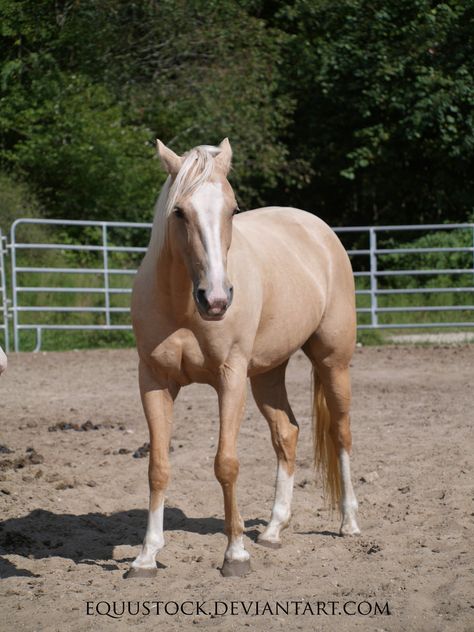 Palomino Quarter Horse standing 2 by equustock.deviantart.com on @DeviantArt Palomino Quarter Horse, Horse Standing, Hoof Print, Palomino Horse, American Quarter Horse, All About Horses, Horse World, Horse Pattern, Horse Drawings