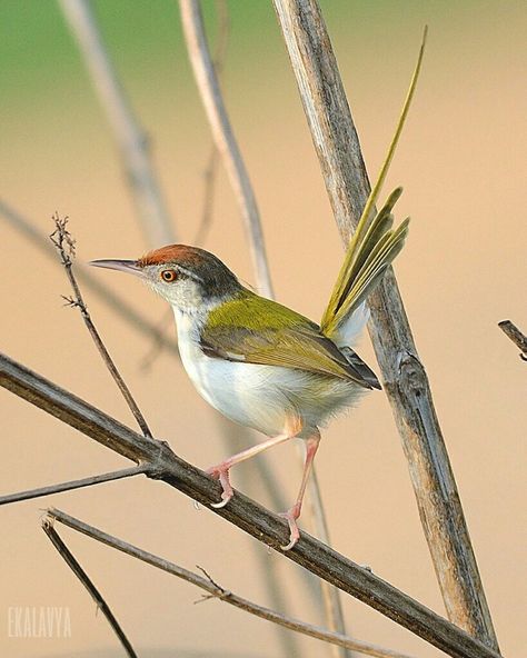 Common tailor bird Common Tailorbird, Toruk Makto, Amazing Birds, Outdoors Tattoo, Bird Watcher, Wild Bird, All Birds, Exotic Birds, Birdwatching