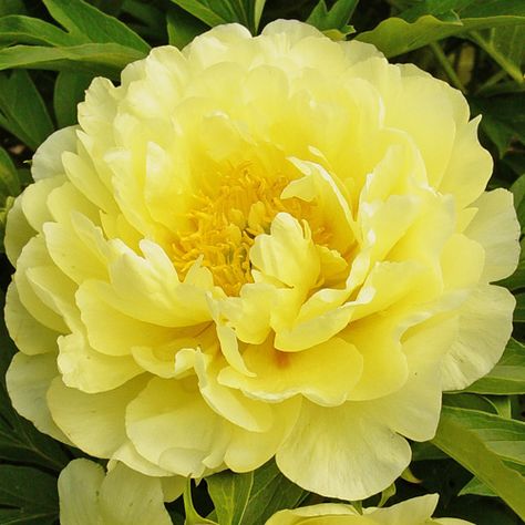 Peonies Yellow, Itoh Peony, Yellow Peony, Itoh Peonies, Flower Peony, Yellow Peonies, Tree Peony, Smith Family, Red Flare