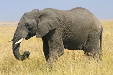 Elephant Side View, African Elephant Illustration, Elephant African, Elephant Species, African Forest Elephant, Elephant Facts, African Bush Elephant, Elephant Trunk Up, Elephant Photography