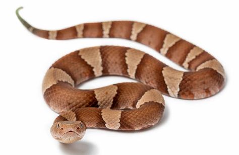 Copperhead Snake, Piebald Snake, Banana Snake Python, Eastern Garter Snake, Rabbit Hutch Indoor, Black Rat, Snake Images, Milk Snake, Rat Snake