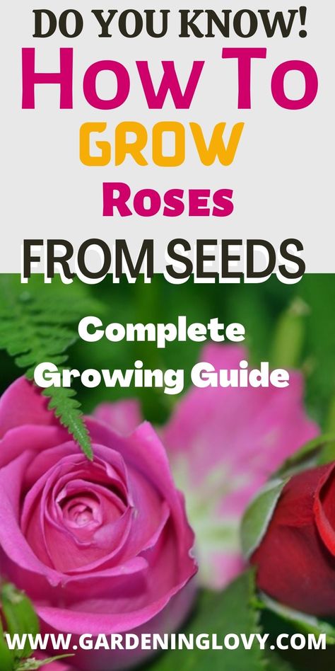 how long does it take to grow roses from seeds how to get seeds from roses how to plant rainbow rose seeds how to grow rose from seeds in hindi rose seeds - buy online dried rose seeds how to plant rose seeds video rose seed pods #growrosesfromseeds #growroses #roses Rose From Seed How To Grow, Rose Seeds How To Grow, How To Grow Roses From Seeds, When To Plant Roses, Growing Roses From Seeds, How To Grow Roses, Bulb Garden, Rose Bed, Cut Garden