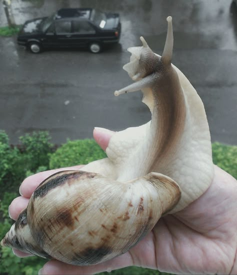 Immortal Snail, Snail Pet, Animals With Hearts, African Land Snail, Snail Decor, Mystery Snails, African Snail, Big Snail, Giant African Land Snails