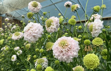 Scoop Scabiosa, Scabiosa Flower, Flower Garden Layouts, Garden Layout, Cut Flowers, How To Grow, Perennials, Flower Garden, Farmer