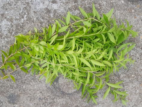 Drying Lemon Verbena For A Variety Of Uses — Steemit Uses For Lemon Verbena, Lemon Verbena Uses, Lemon Verbena Recipes, Lemon Verbena Plant, Forage Recipes, Witch's Apothecary, Lemon Verbena Tea, Apothecary Herbs, Verbena Plant