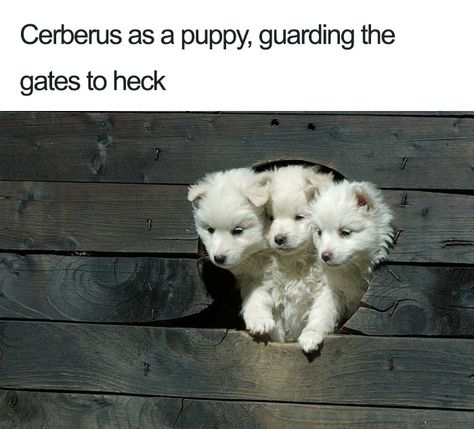 Greek Mythology Jokes Humor Animal, 웃긴 사진, Funny Animal Memes, A Puppy, Httyd, Cute Little Animals, Best Funny Pictures, 귀여운 동물, Greek Mythology