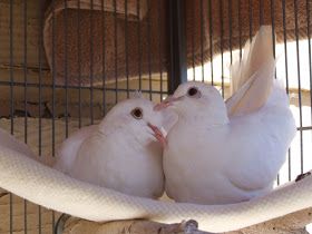 Animal Creatures, Pet Pigeon, Flight Cage, Cute Pigeon, Dove Pigeon, George Santayana, Pet Bird, Animal House, Guest Posting