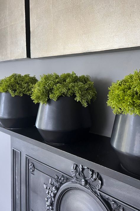 Moss Bowl, Halloween Chic, Havenly Living Room, Rich Decor, Shelf Dimensions, Corporate Events Decoration, Outdoor Space Design, Black Planters, Black Bowl