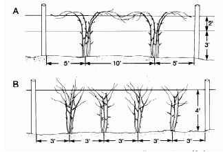 Blackberry Trellis, Thornless Blackberries, Blackberry Plants, Growing Blackberries, Blackberry Bush, Grape Trellis, Growing Trees, Berry Plants, Berry Bushes