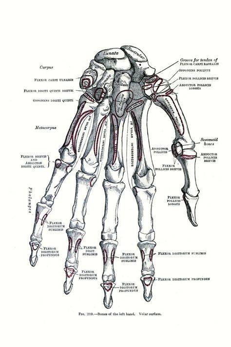 Printable wall art and Home Decor. Human Anatomy Aesthetic, Anatomy Skeleton, Skeleton Vintage, Human Skeleton Anatomy, Medical Drawings, Skeleton Anatomy, Human Body Anatomy, Human Anatomy Drawing, Human Anatomy Art